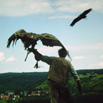 Burg-Guttenberg-Vogelschau